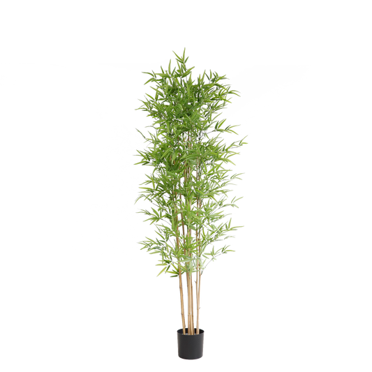 KD6322-Bamboo-H200cm