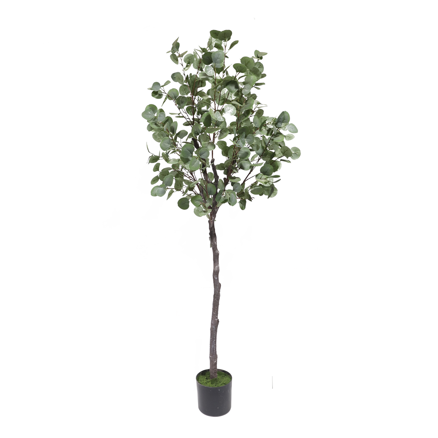 KD6324-Eucalyptus Tree-H180cm