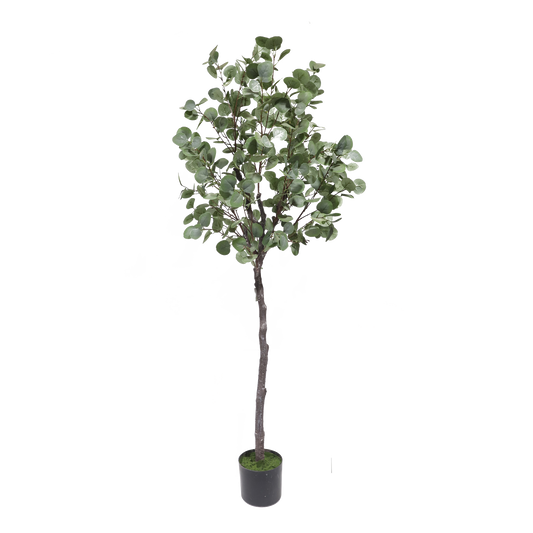 KD6324-Eucalyptus Tree-H180cm