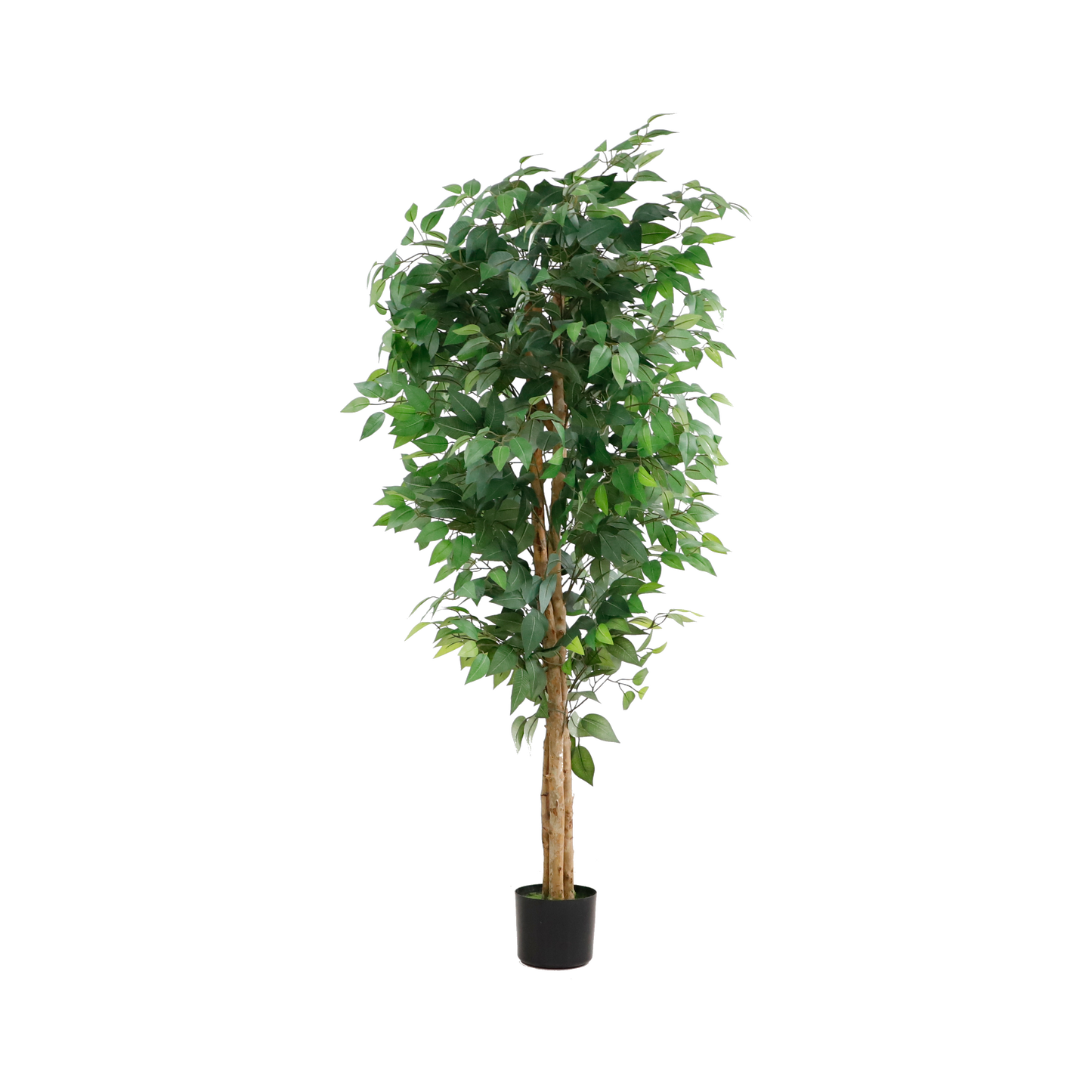 KD6325-Ficus tree -H150cm