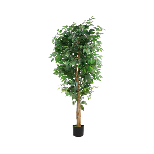 KD6325-Ficus tree -H150cm