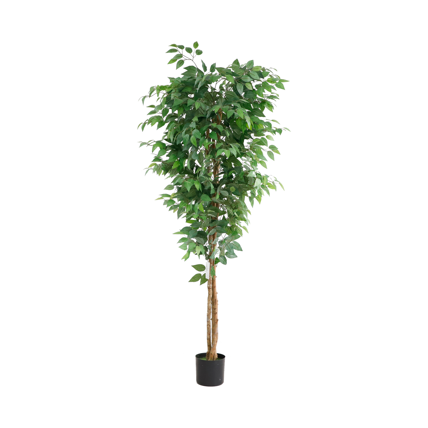 KD6326-Ficus tree -H180cm