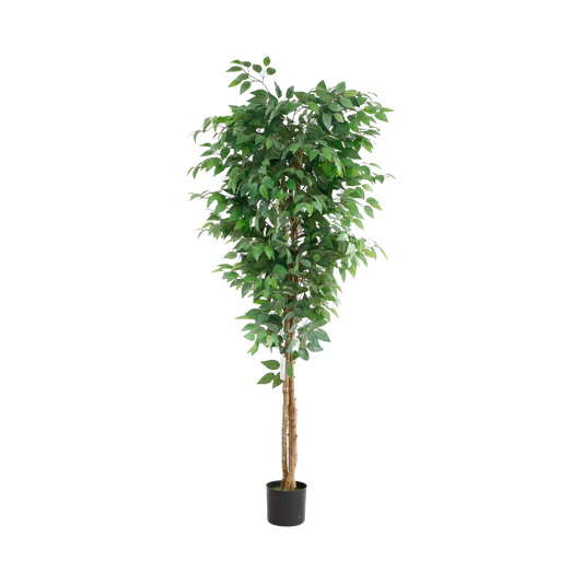 KD6326-Ficus tree -H180cm