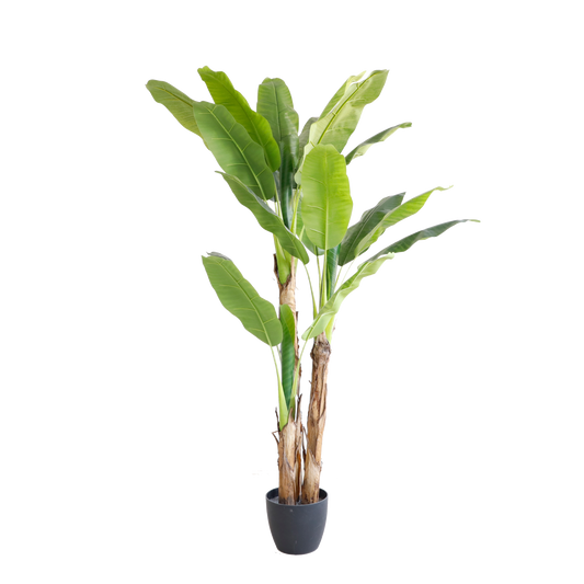 KD6327-Banana tree-H180cm