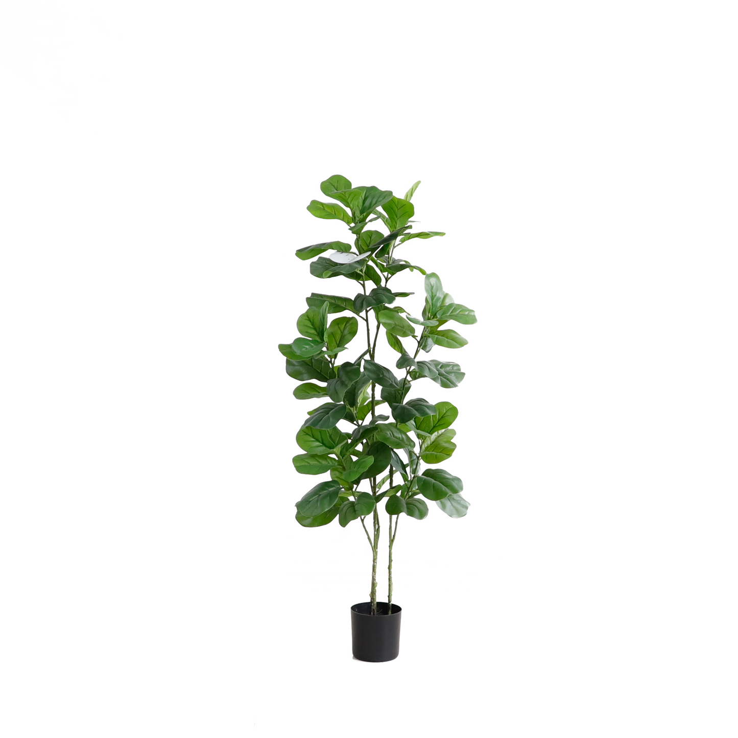 KD6331-Fiddle tree-H110cm