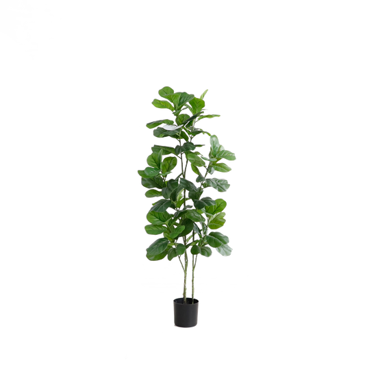 KD6331-Fiddle tree-H110cm