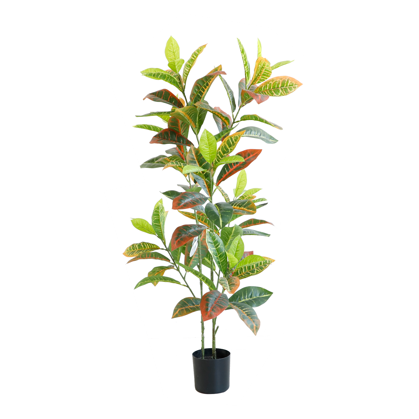 KD6332-Codiaeum variegatum-H110cm