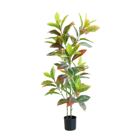 KD6332-Codiaeum variegatum-H110cm