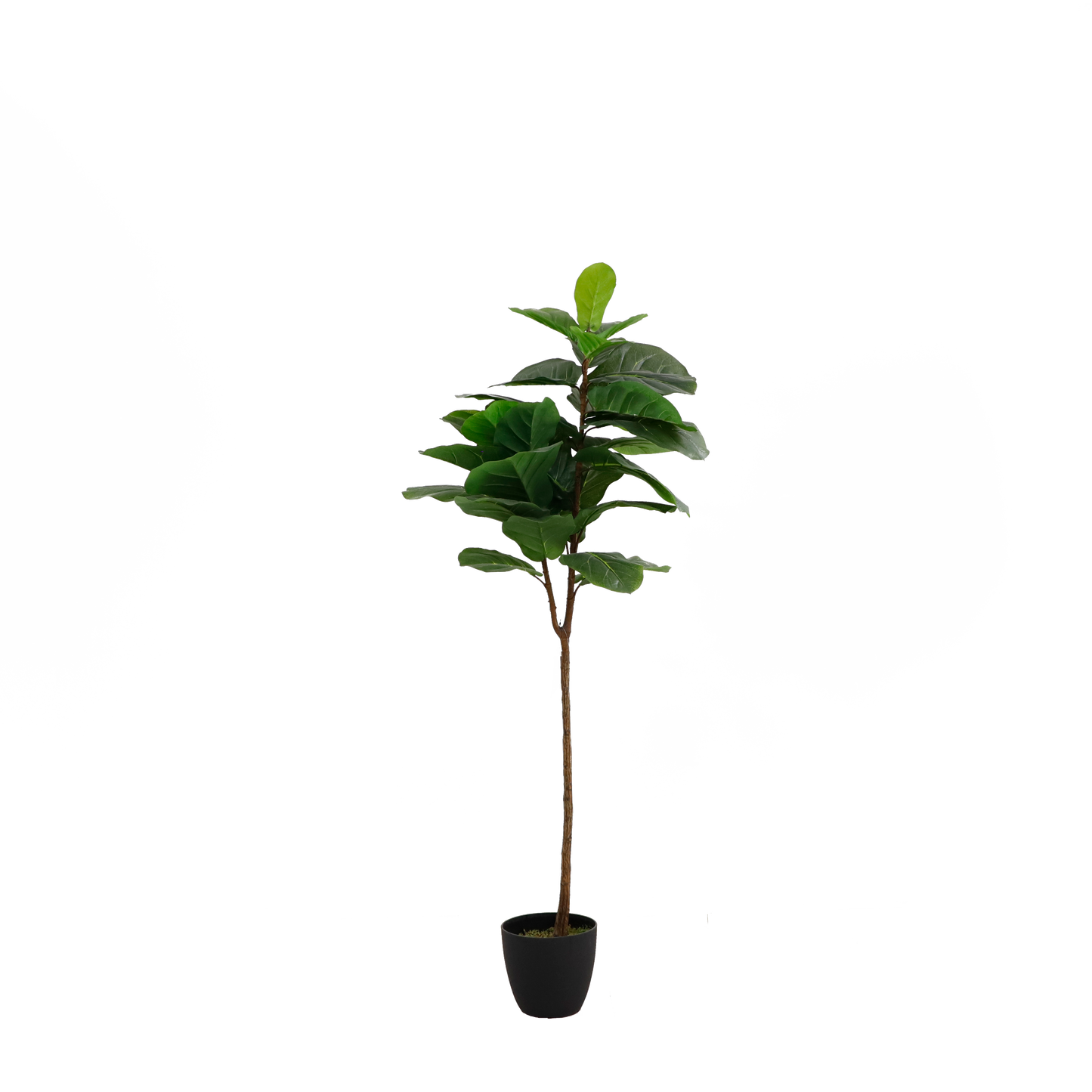 KD7101-Fiddle tree-H153cm