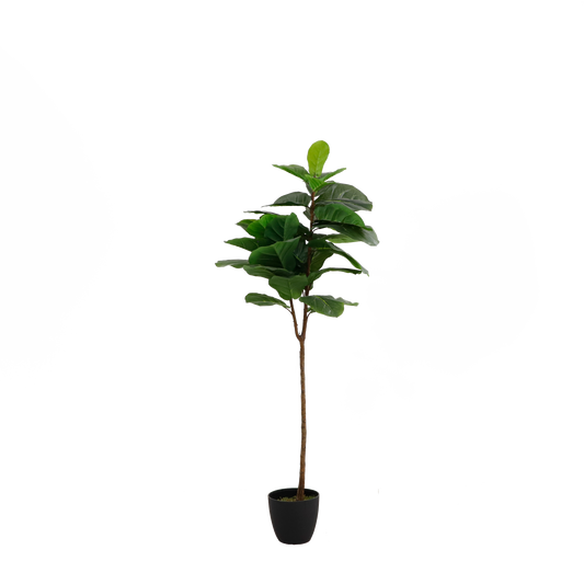 KD7101-Fiddle tree-H153cm