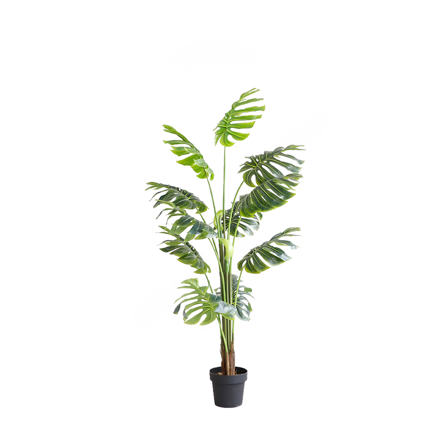 KD7302-Monstera-H170cm