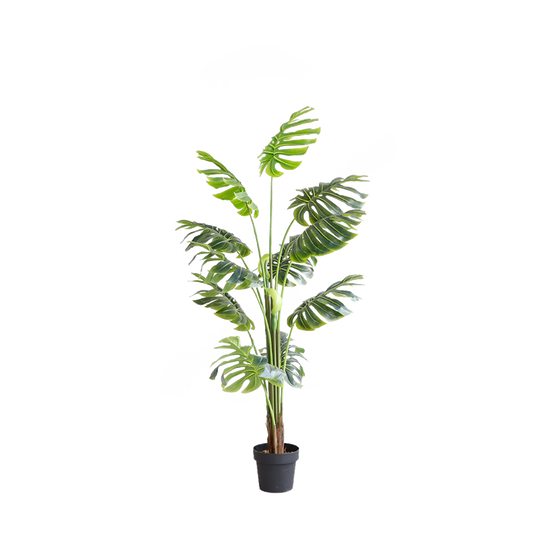 KD7302-Monstera-H170cm