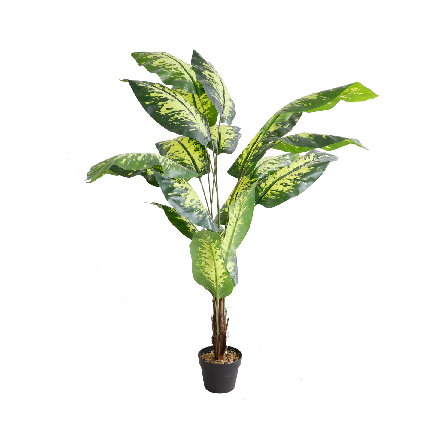 KD7304-Dieffenbachia-H170cm