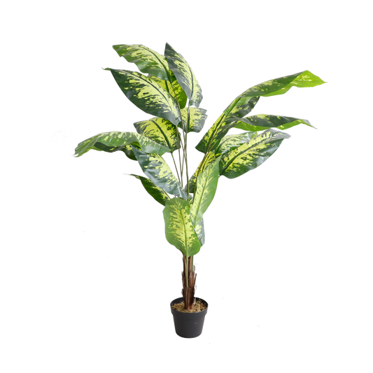 KD7304-Dieffenbachia-H170cm