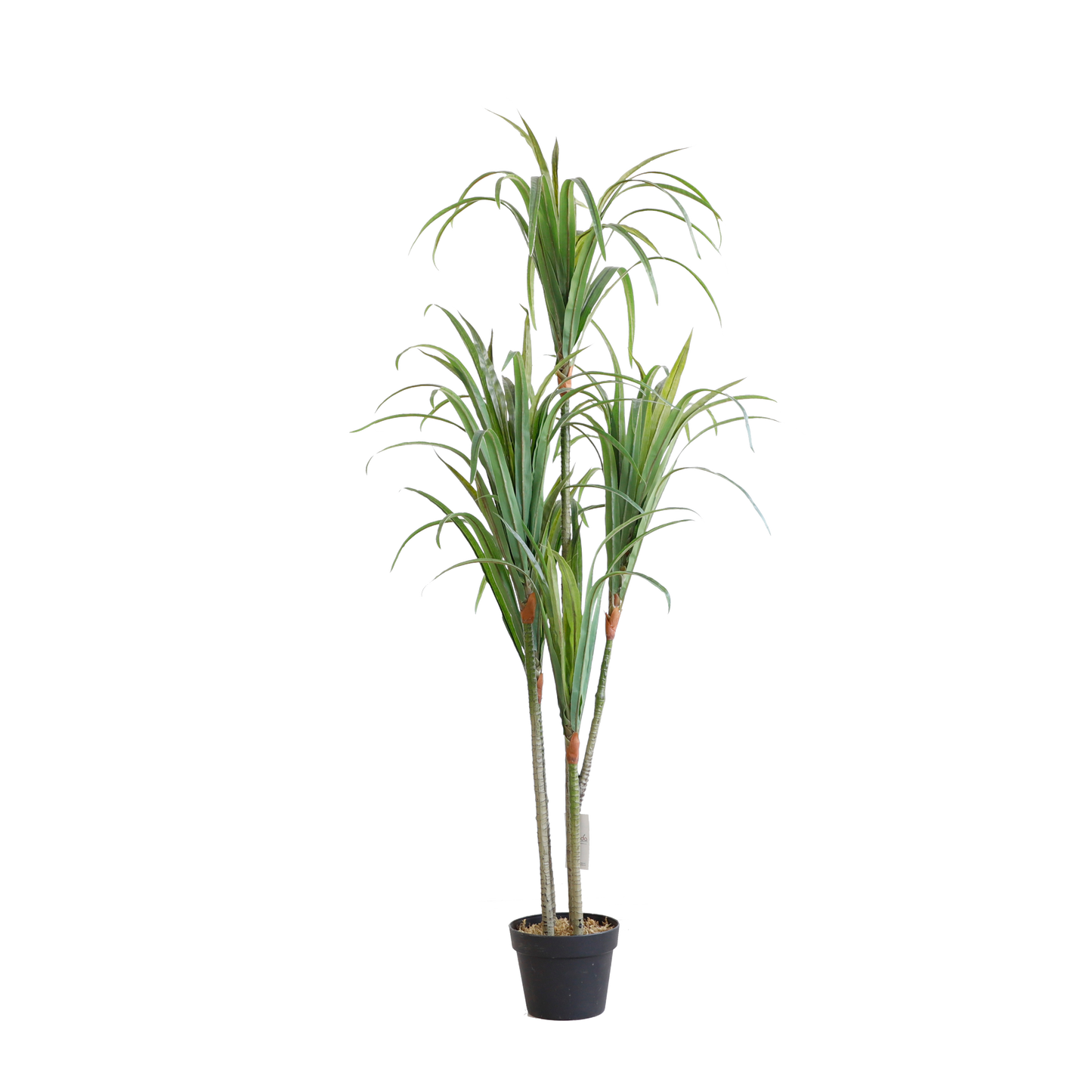 KD7305-Nolina Recurvata-H150cm