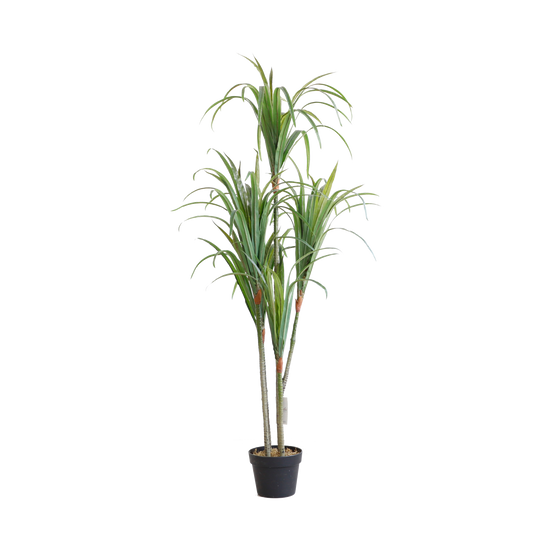 KD7305-Nolina Recurvata-H150cm