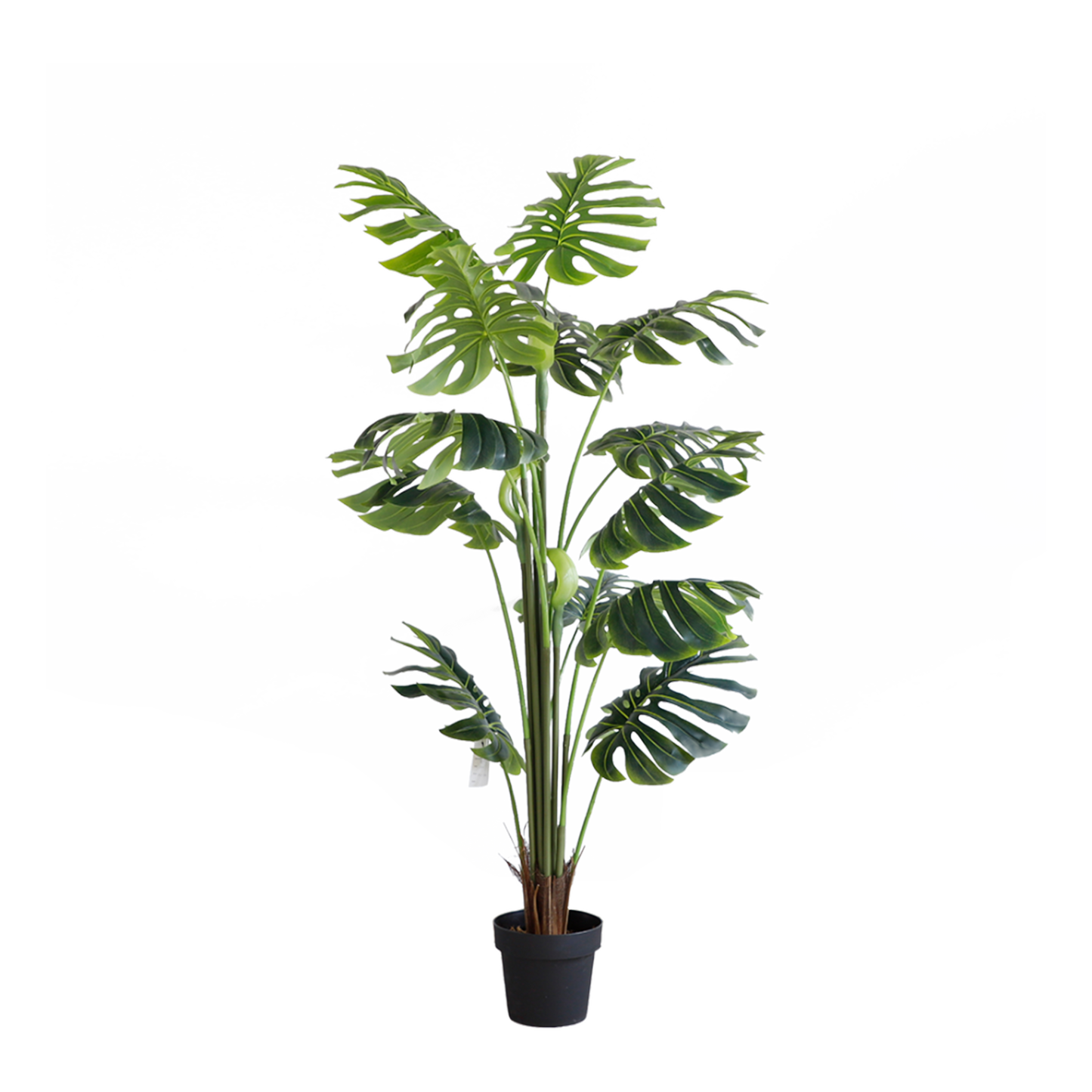 KD7307-Monstera-H170cm