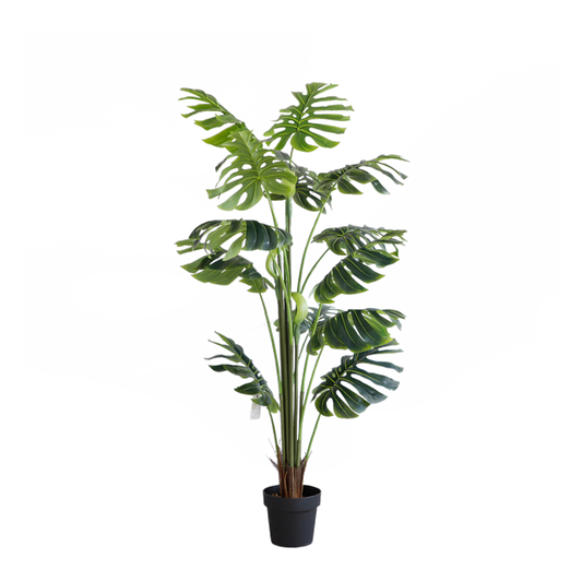 KD7307-Monstera-H170cm
