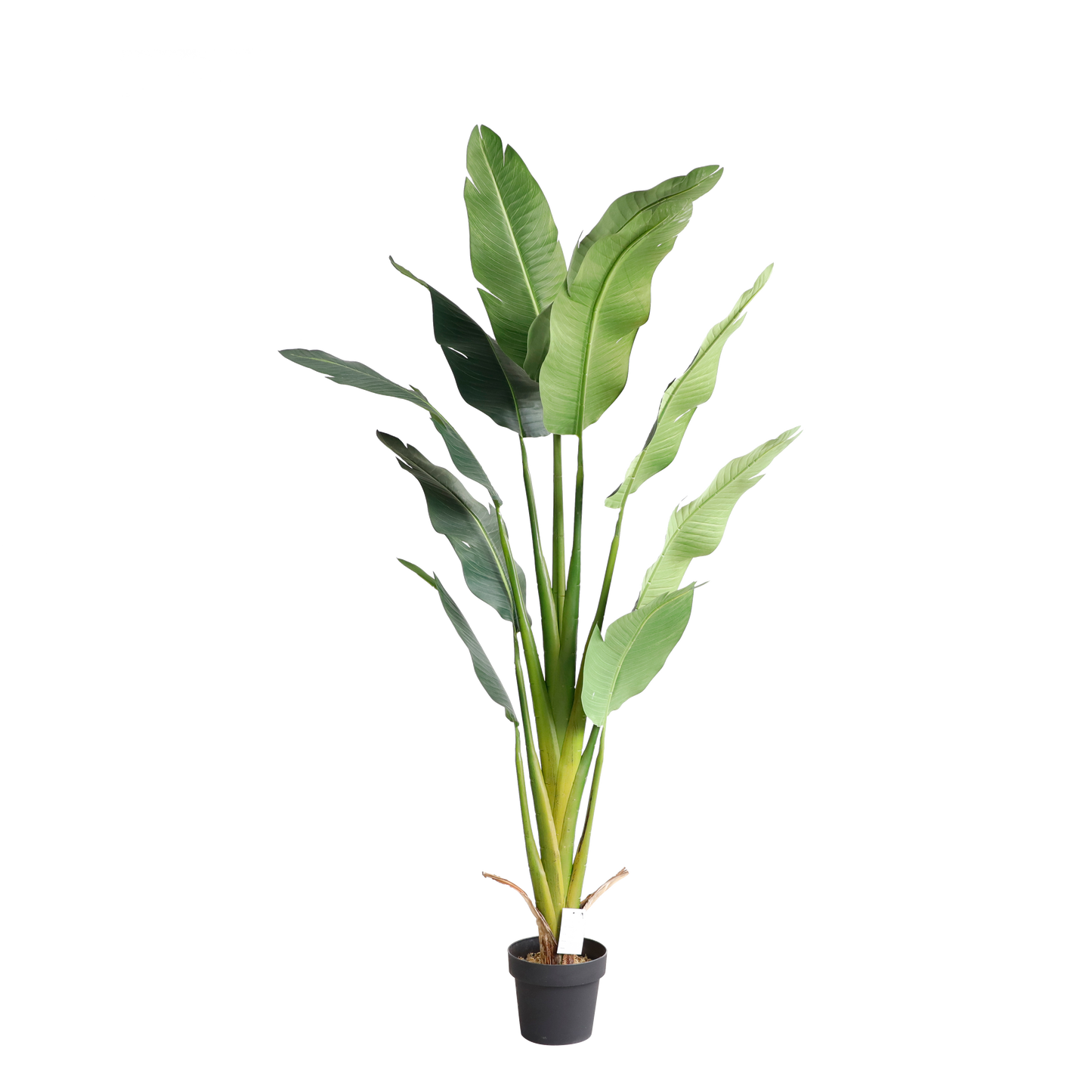 KD7308-Banana Tree-H185cm