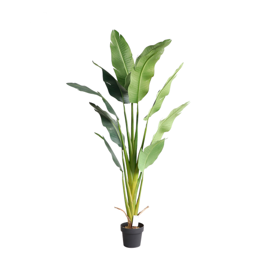 KD7308-Banana Tree-H185cm