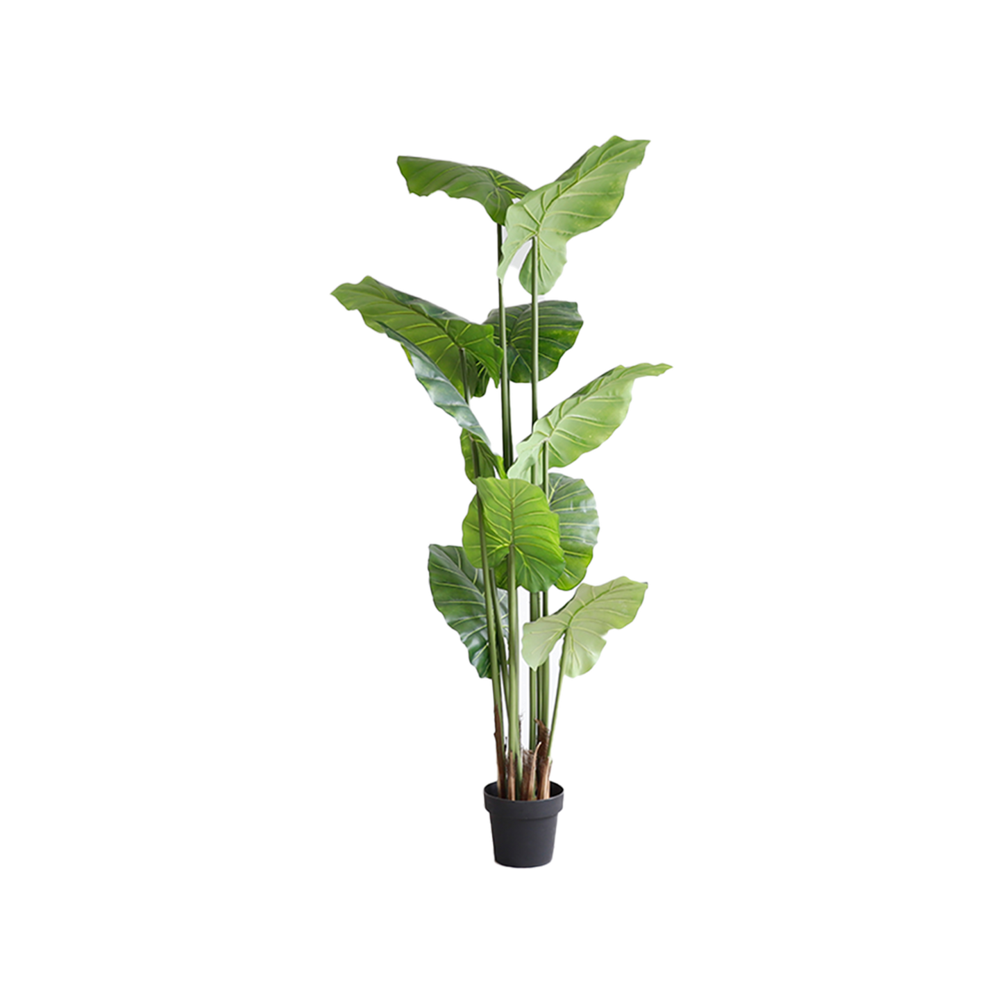 KD7309-Alocasia-H210cm