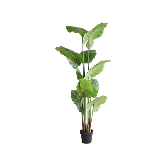 KD7309-Alocasia-H210cm