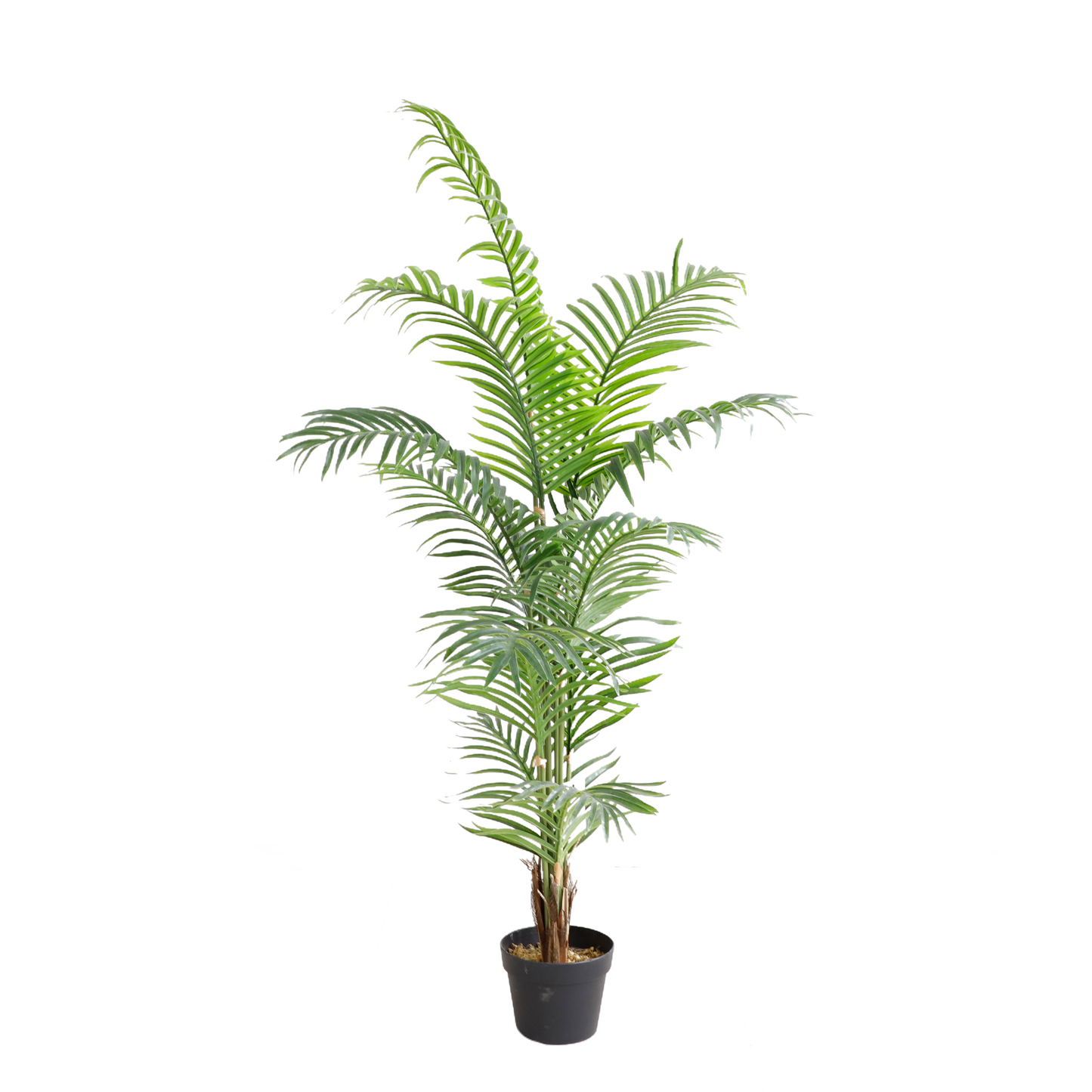KD7311-Palm tree-H145cm