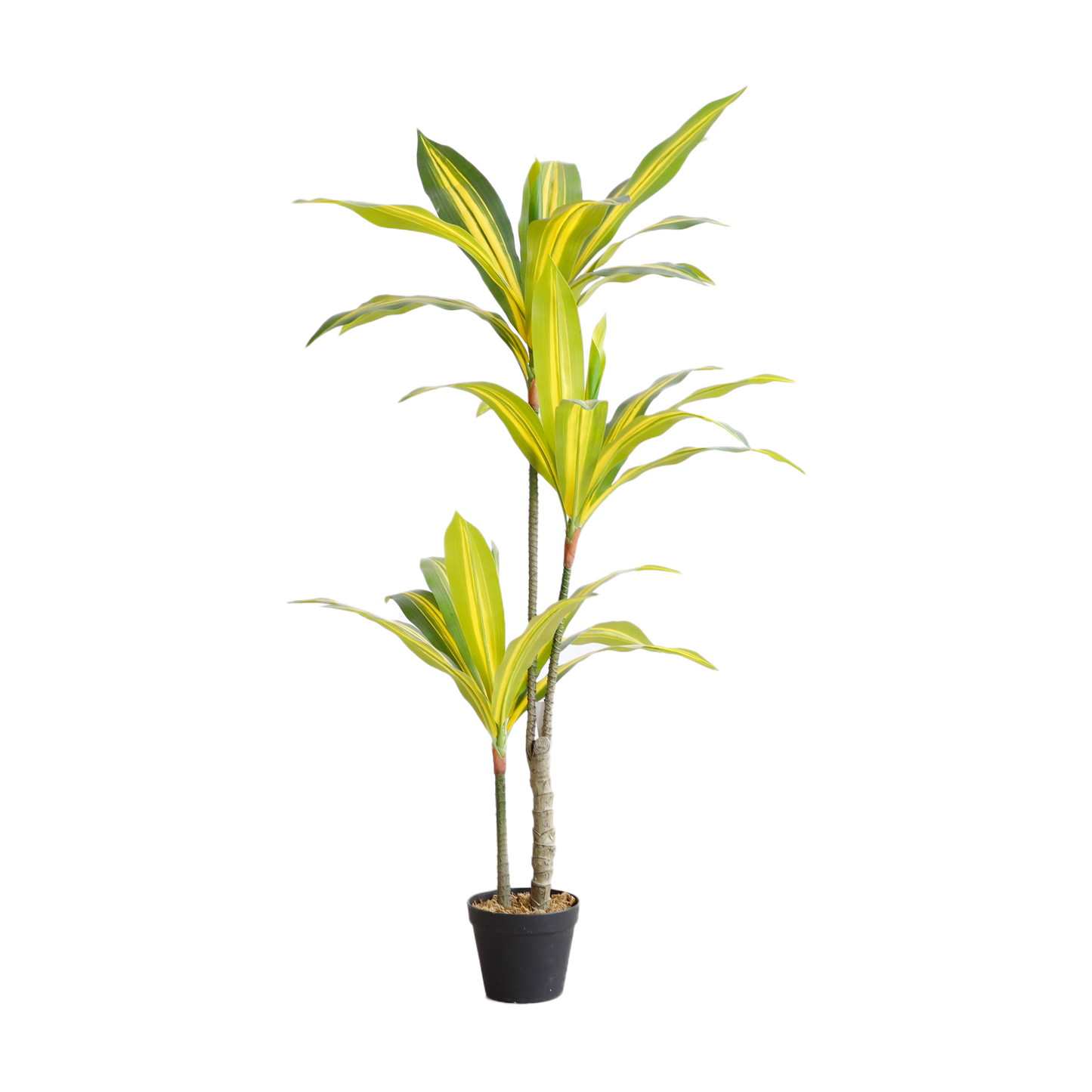KD7313-Dracaena Fragrans-H130cm
