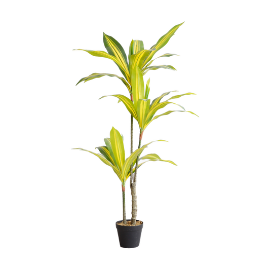 KD7313-Dracaena Fragrans-H130cm