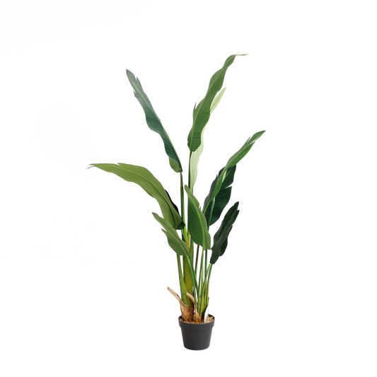 KD7314-Banana Tree-H150cm