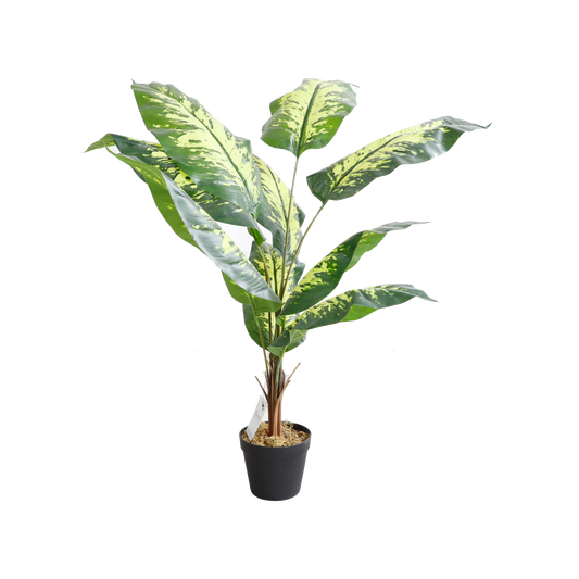 KD7315-Dieffenbachia-H110cm