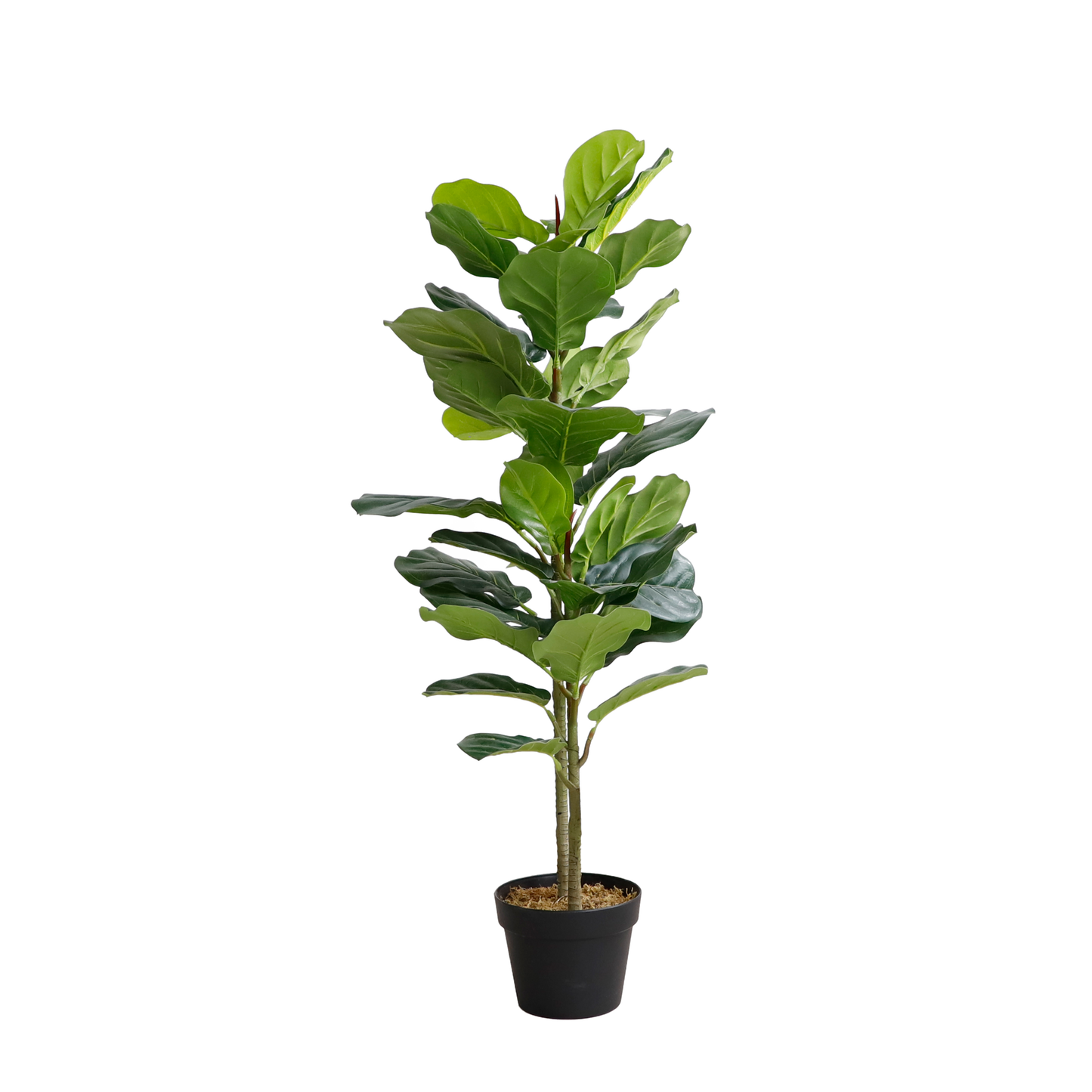 KD7317-Fiddle tree-H105cm