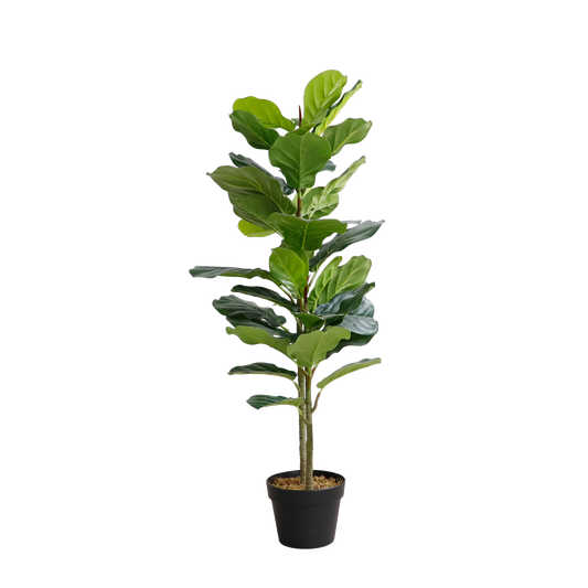 KD7317-Fiddle tree-H105cm