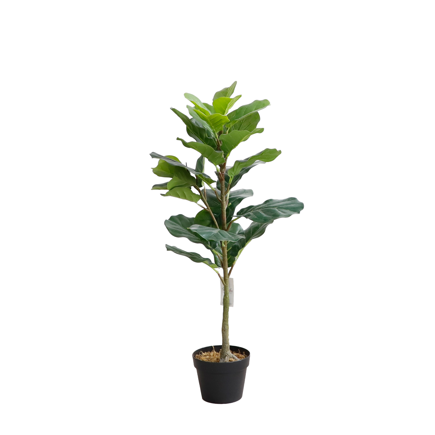 KD7318-Fiddle tree-H100cm