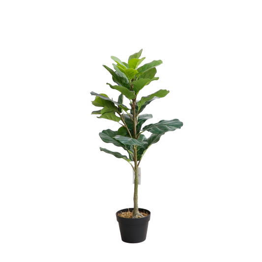 KD7318-Fiddle tree-H100cm