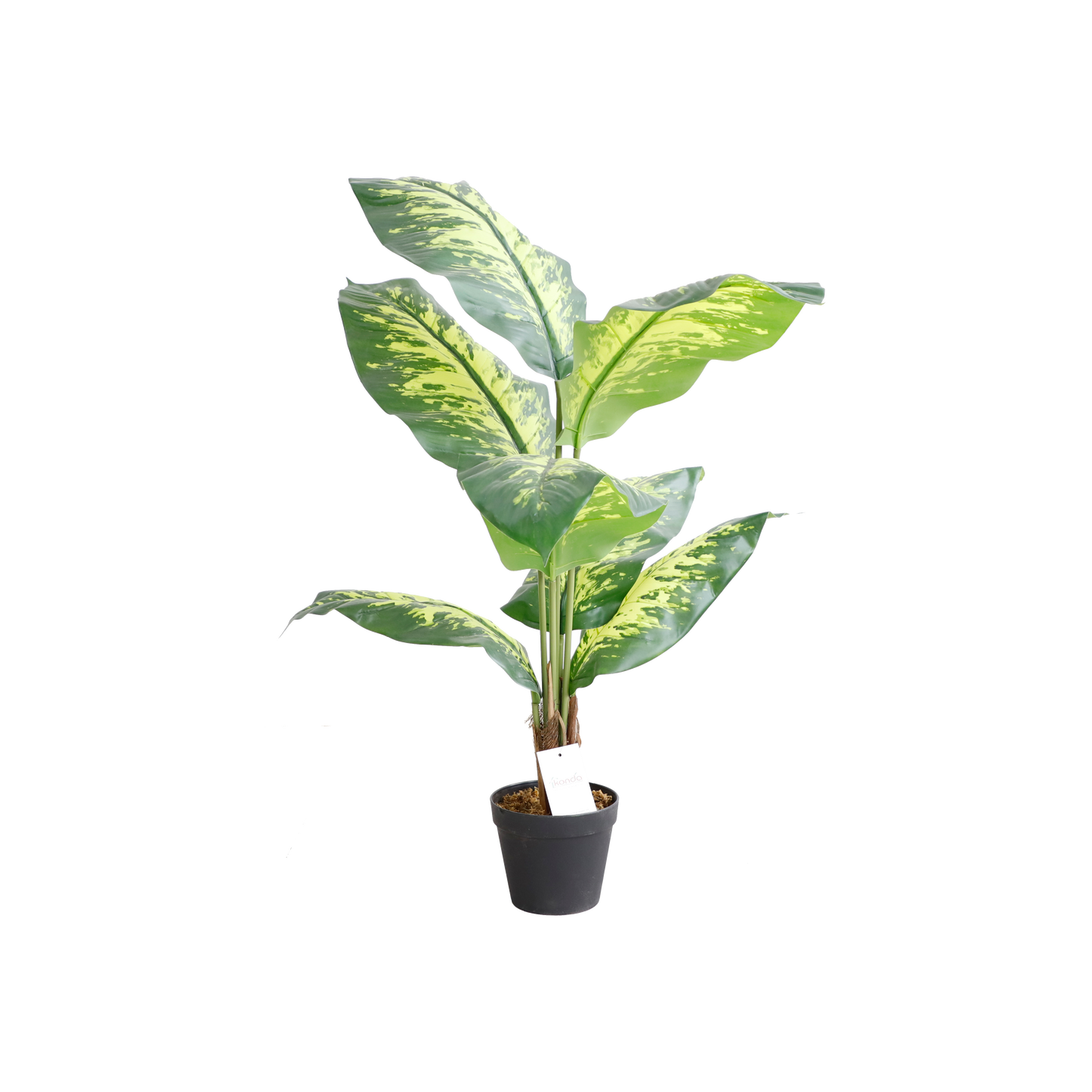 KD7319-Dieffenbachia-H100cm