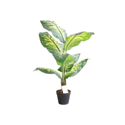 KD7319-Dieffenbachia-H100cm