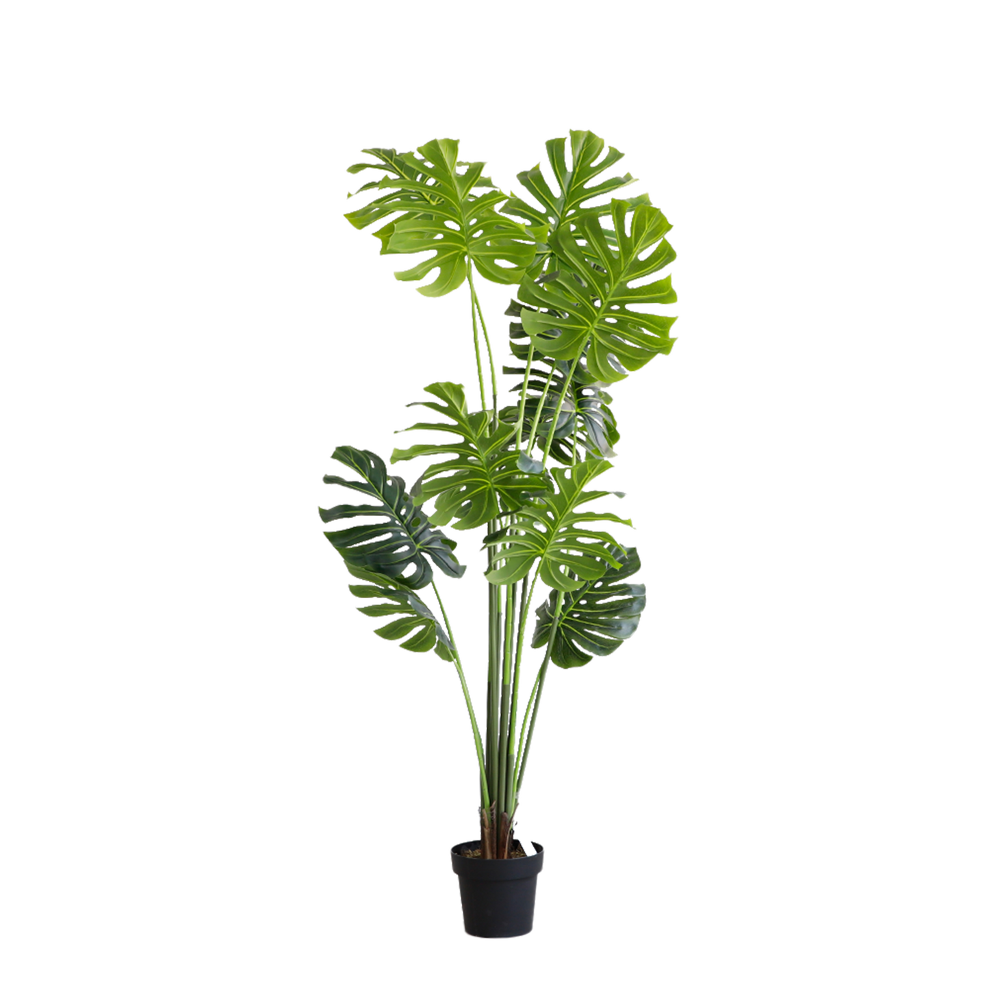KD7326- Monstera-H180cm
