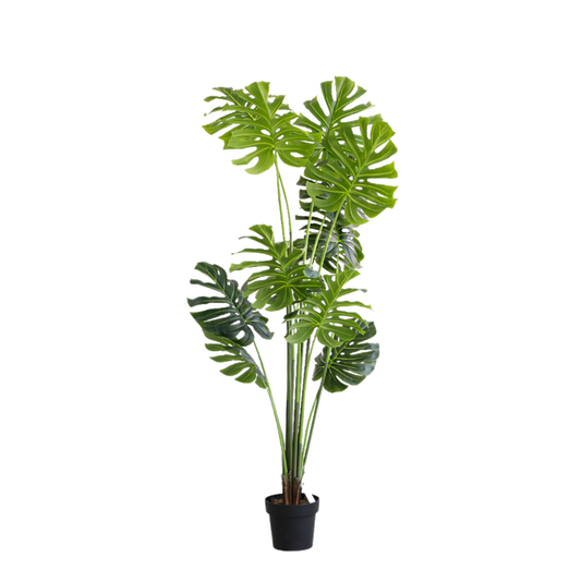 KD7326- Monstera-H180cm