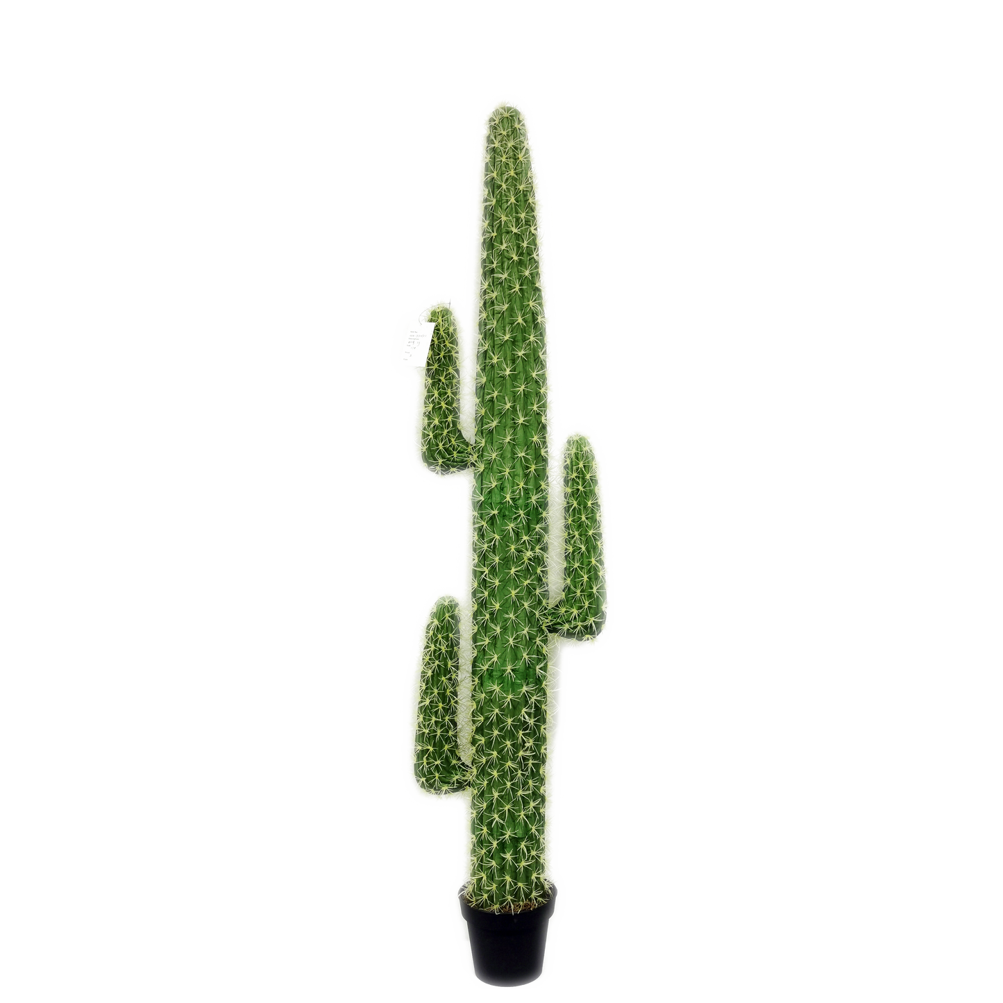 KD9055-Cactus in plastic pot -H170cm