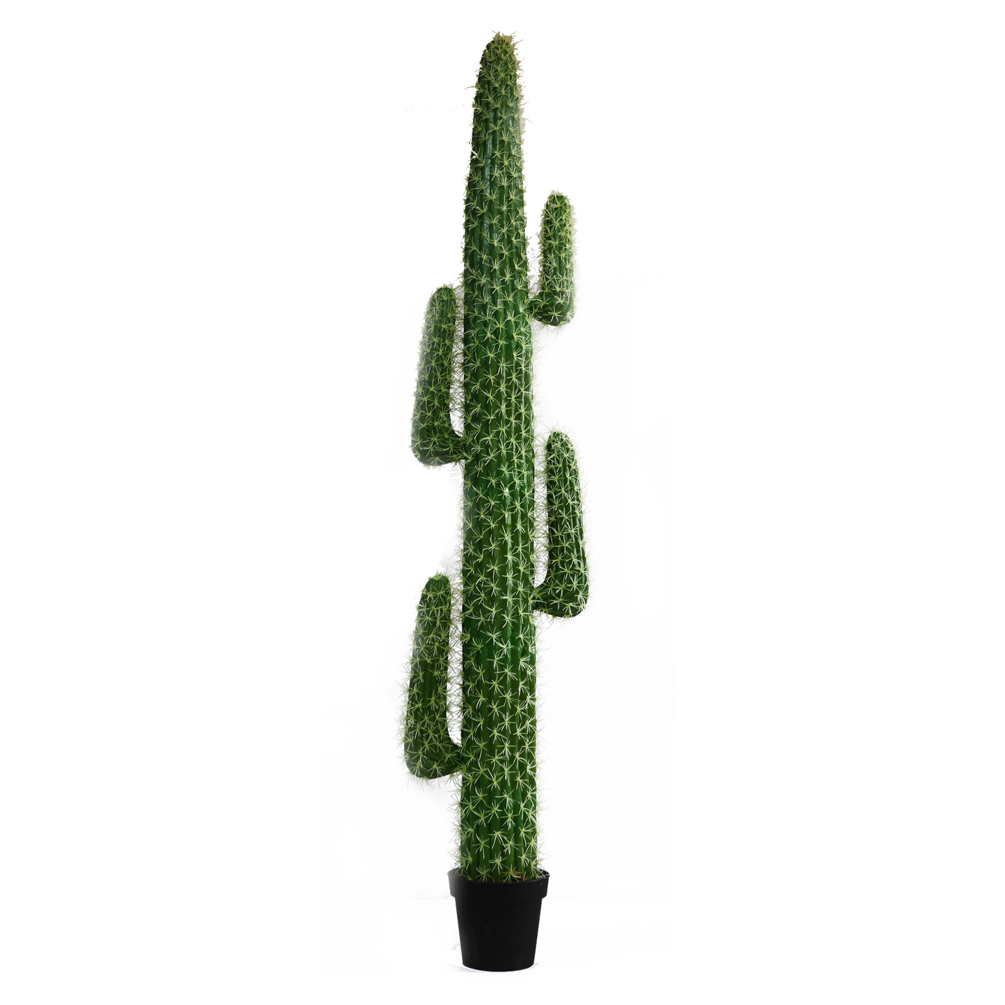 KD9055-Cactus in plastic pot -H200cm