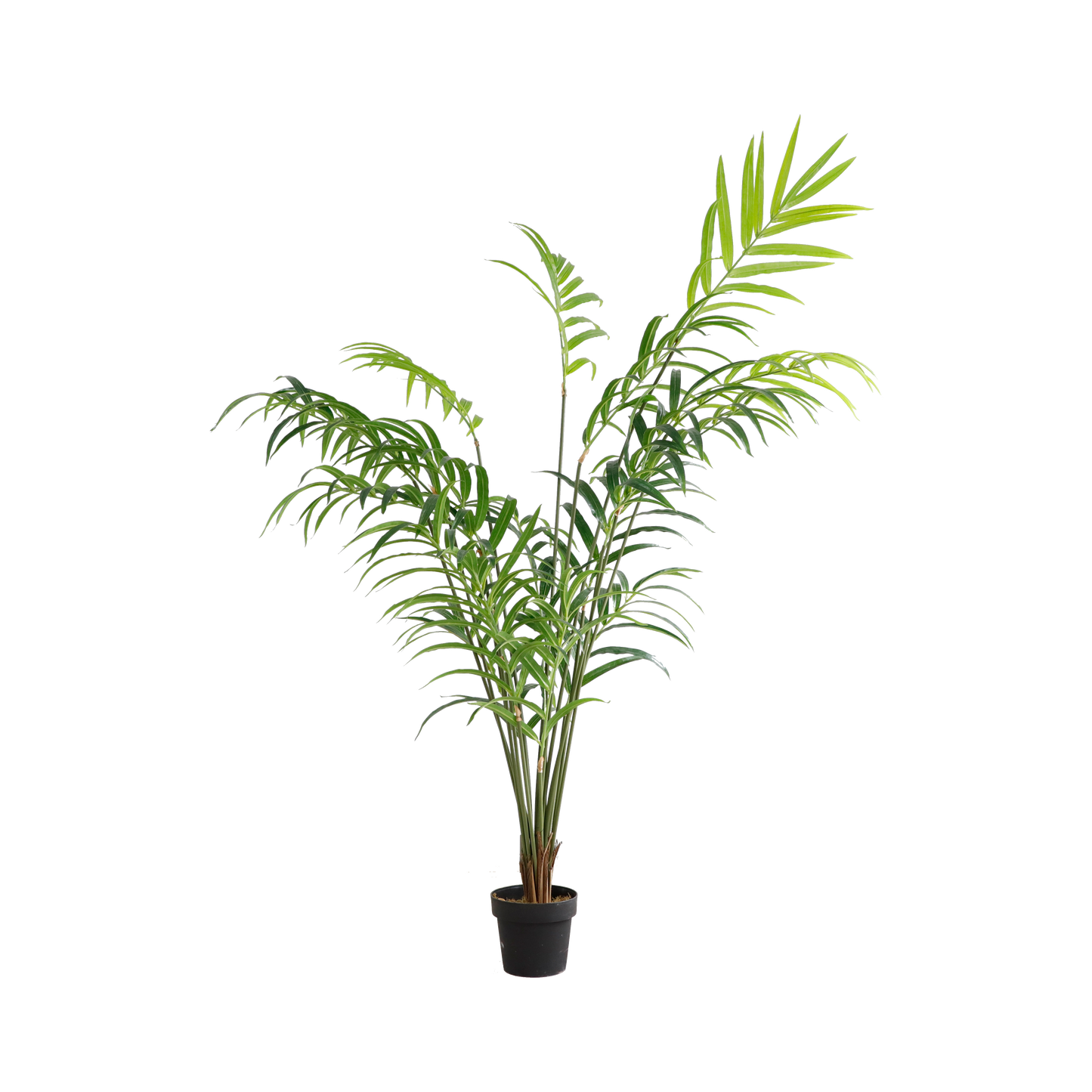 KD9279-Palm Tree-H200cm