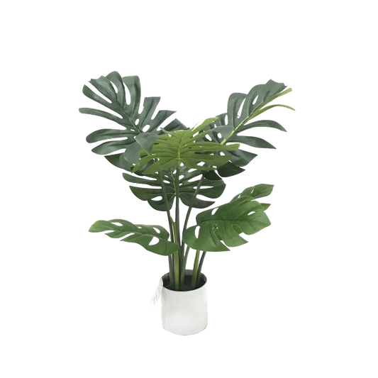 KD9303- Monstera-H60cm