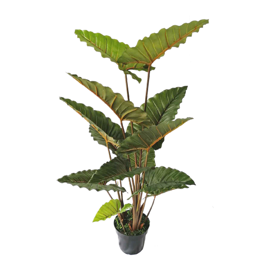 KDM007-Tonoimo-H150cm