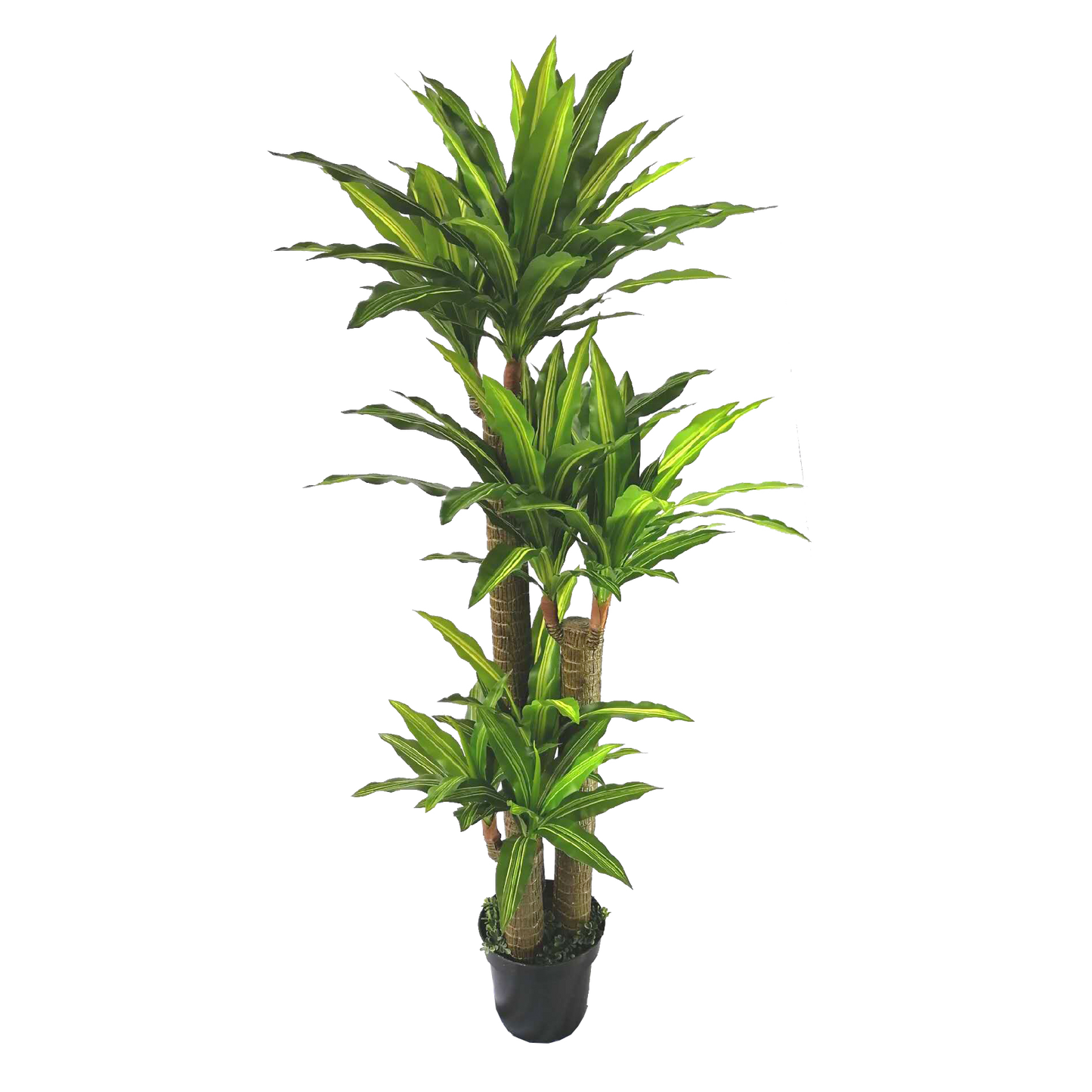KDM008-Dracaena 120leave-H170cm