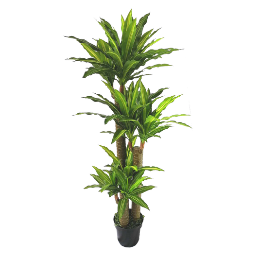 KDM008-Dracaena 120leave-H170cm