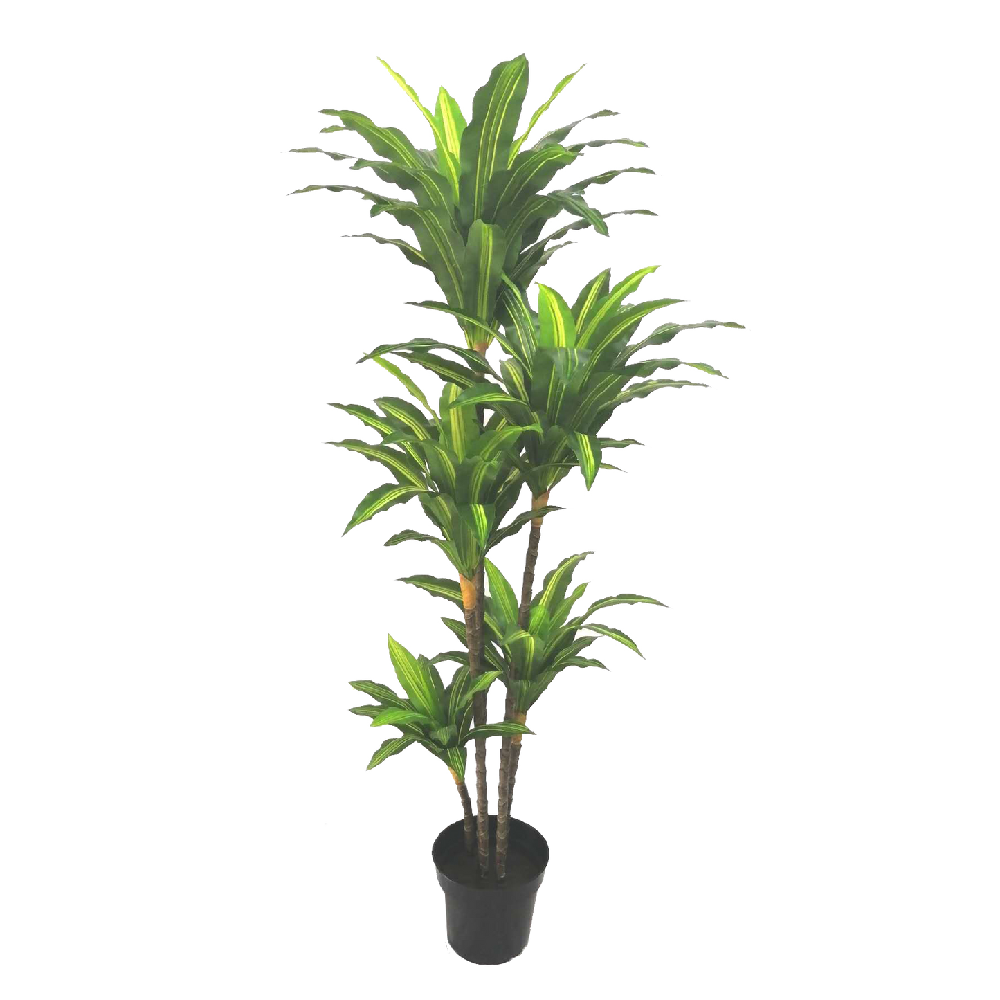 KDM009-Dracaena 90leave-H170cm