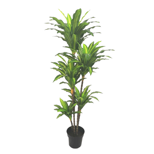 KDM009-Dracaena 90leave-H170cm