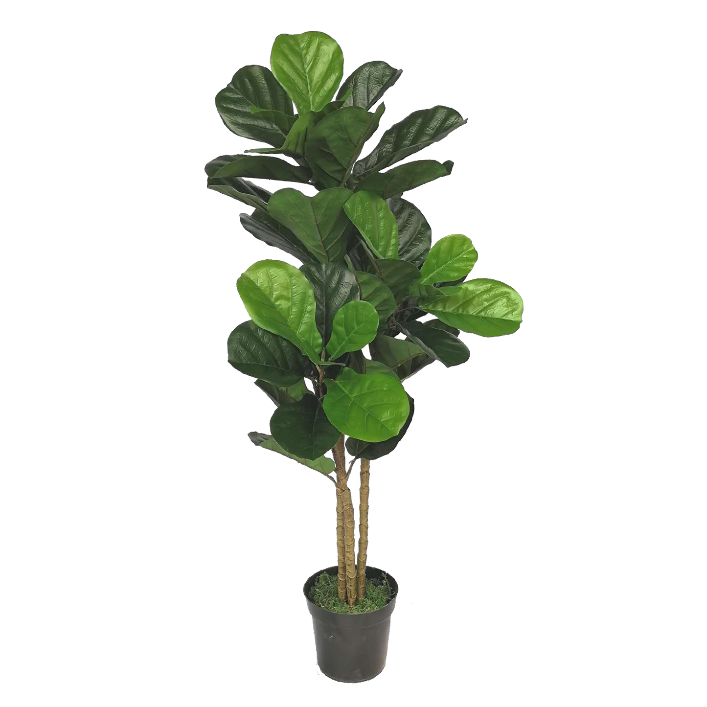KDM010-Fiddle tree  45leaves-H120cm