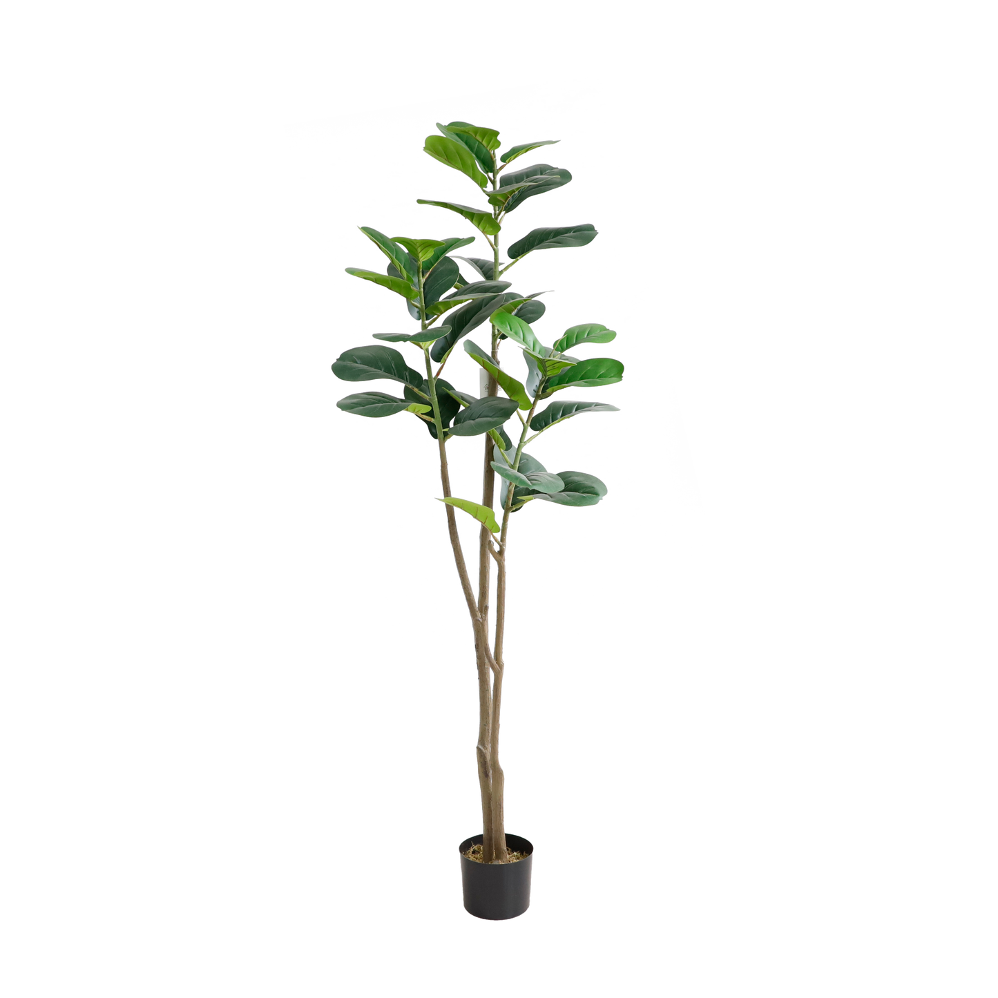 KDM012-Fiddle tree 60leaves-H150cm